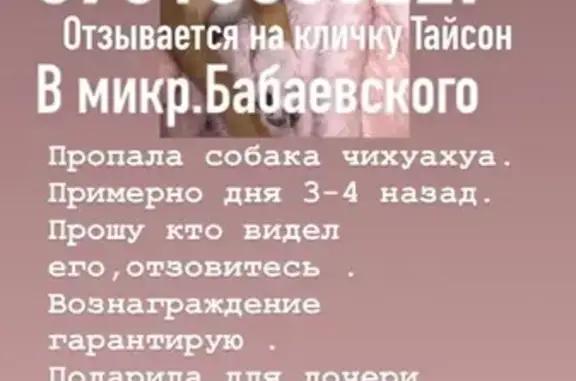 Пропал золотистый Чихуахуа в Астрахани, м-н Бабаевского