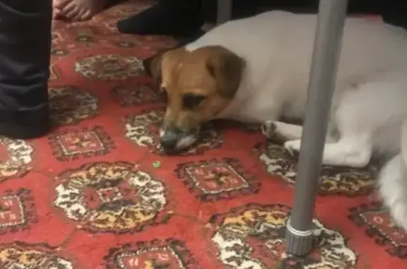 Пропала собака Джек в СНТ Гавриково, Москва