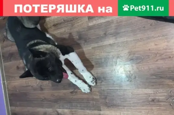 Найден кобель Акита на Северной улице в Краснодаре