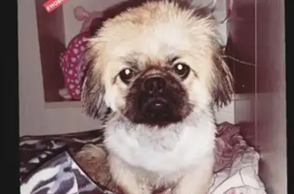 Пропала собака в Новосибирске, порода пикинес, возраст 1 год, ул. Краузе, 6 микрорайон.