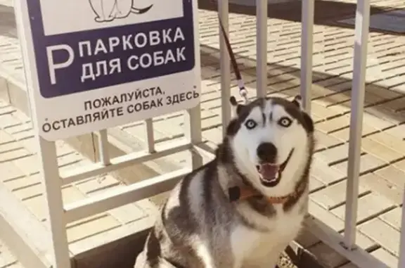 Собаки потеряшки, Нижний Новгород, фото: Потеряшка Сибирская Хаски в Щербинках, Нижний Новгород
