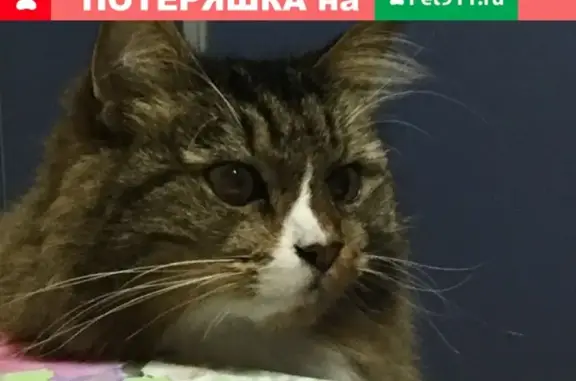 Кошки потеряшки, Санкт-Петербург, фото: Потеряшка кошка Барсик на улице Козлова, СПб (49к2)