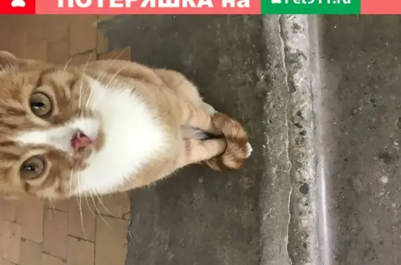 Молодой рыжебелый котик нашелся в Костромском р-не