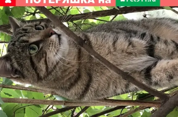 Пропала кошка Кот, ул. Садовая, Выборг.