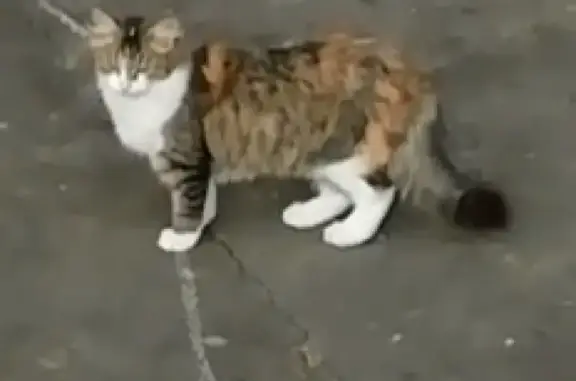 Пропала трехцветная кошка в пос. Краснознаменский, Щелковского района, ул. Мальцево, 30