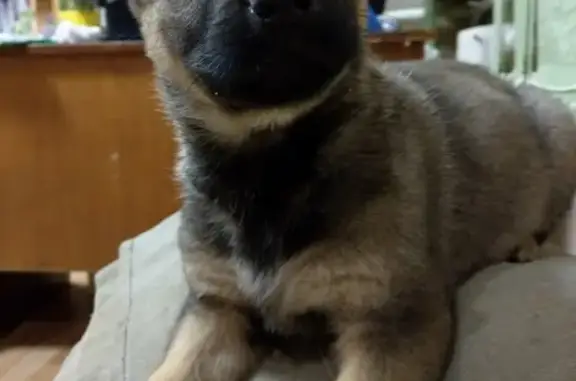 Собаки потеряшки, Липецк, фото: Потеряшка собака на ул. Перова, 2Д, Липецк: овчарка+дворняшка, 1 мес. 3 недели, девочка.