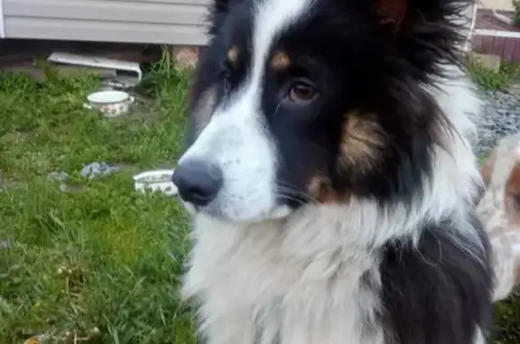 Пропала собака Лиса в поселке Аргуновский, Вельский район, Архангельская область.
