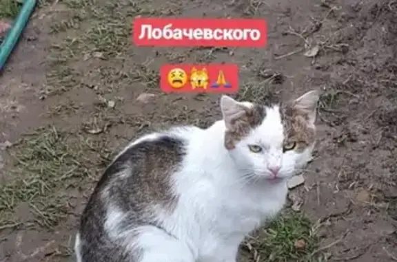 Кошки потеряшки, Москва, фото: Потеряшка кошка с ул. Лобачевского 76, Москва
