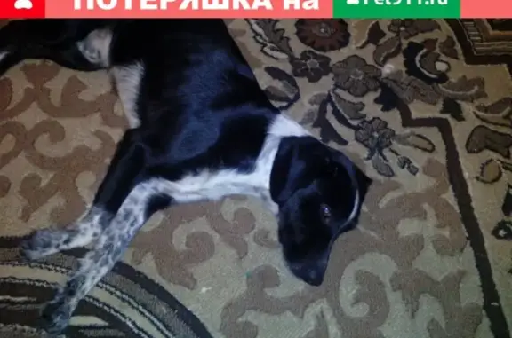 Пропала собака в Пензе на ул. Бородина