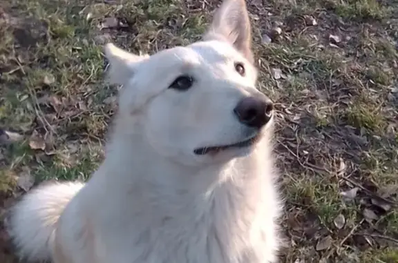 Собака Бело-золотистый на ул. Тургенева, 202 (Новосибирск)