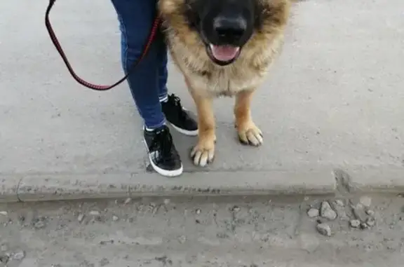 Собака найдена возле Сибирского молла в Новосибирске