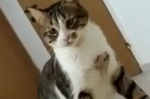 Кошки потеряшки, Краснодар, фото: Потеряшка кошка Кекс, вознаграждение. Краснодар, Россия.