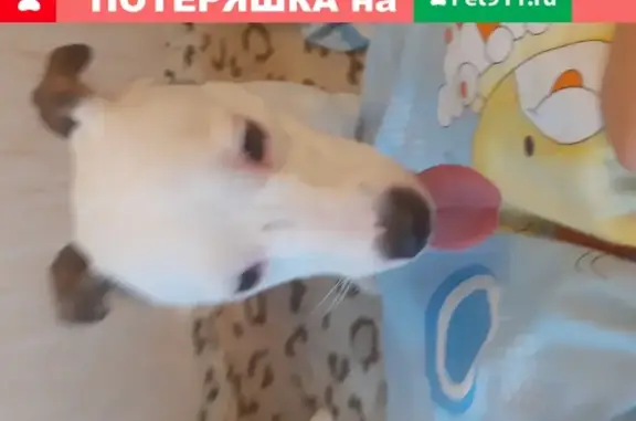 Собака найдена на Зеленодольской улице в Москве