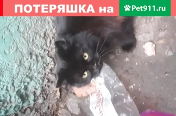 Найдена кошка на ул. Транспортной, 89039456837 (Новокузнецк)