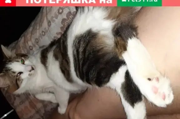 Кошки потеряшки, Санкт-Петербург, фото: Потеряшка кошка Котик, ул. Ульянова д.4, СПб.