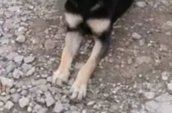 Собака найдена в районе администрации, Горячий Ключ, Краснодарский край
