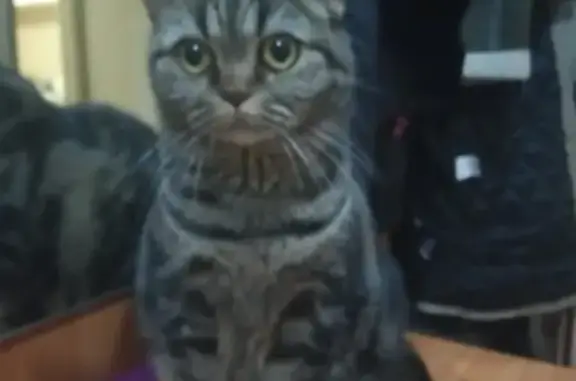 Найдена британская кошка на ул. Четаева, 33