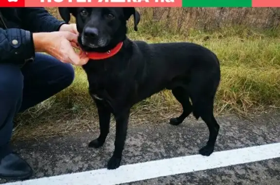 Найдена собака возле деревень Юринская, Харинская, Янино, Лелечи!