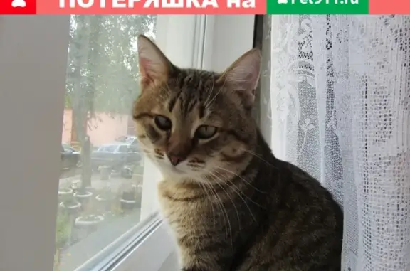 Пропал кот на ул. 2-я Мстерская, Родниковская.