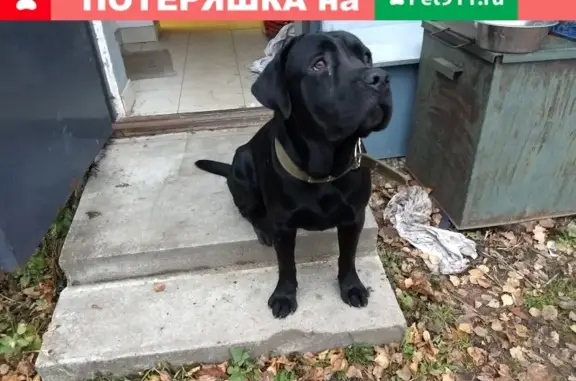Собака Лабрадор найдена в Петербурге, пос. Стрельна.