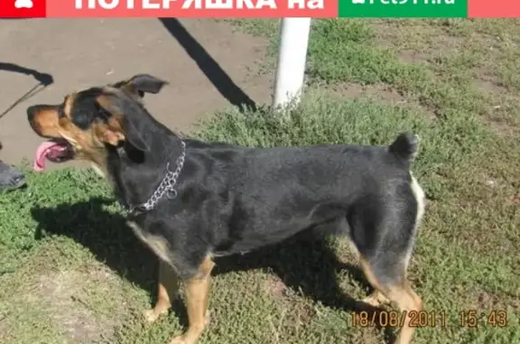 Найдена собака, Оренбург, фото: Пропала собака на ул. Салмышской, смесь ротвеллера и дворняги, кличка Рада.