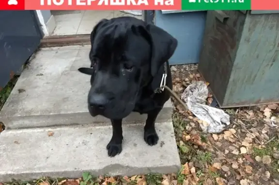 Собака Лабрадор в Санкт-Петербурге найдена