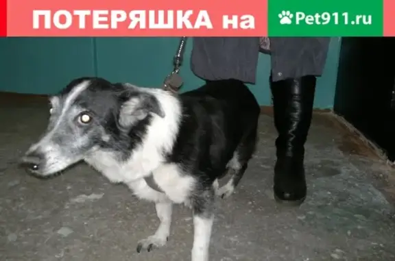 Собака найдена в Омске на улице 75-й Гвардейской Бригады.