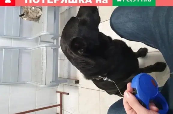 Собака на Красносельском шоссе в Пушкине ищет нового хозяина
