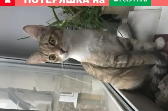 Найдена кошка на ул. Крупской, 8к1