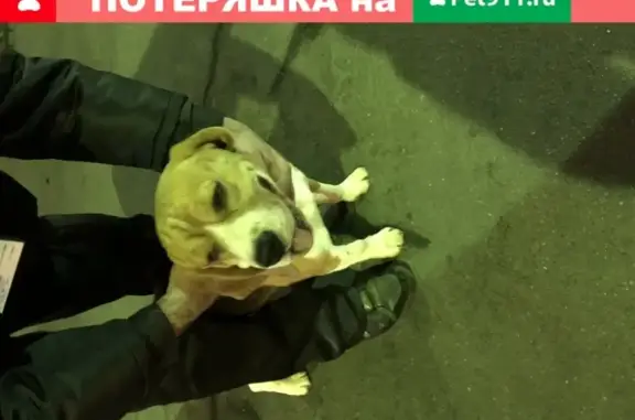 Собака Бигль найдена на улице Микояна, Москва