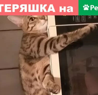 Кошки потеряшки, Москва, фото: Потеряшка кошка Тигруля на Ткацкой улице, Москва