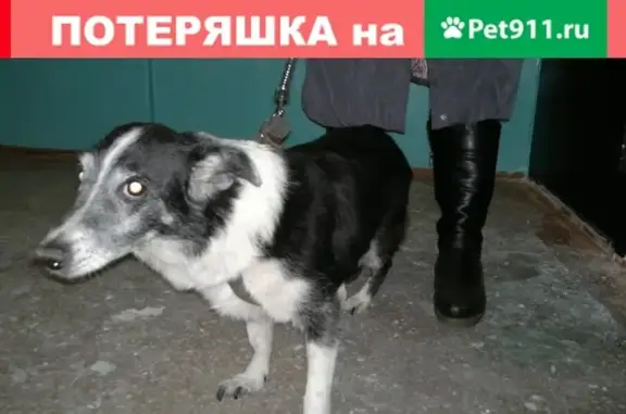 Собака найдена на ул. 75 Гвардейской Бригады, Омск.