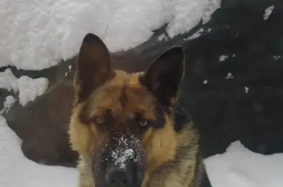 Собаки потеряшки, Магнитогорск, фото: Потеряшка собака в Магнитогорске, Челябинская обл.