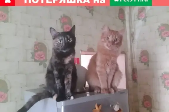 Кошки потеряшки, Иркутск, фото: Потеряшка кошка на ул. Боткина, Иркутск, Россия.