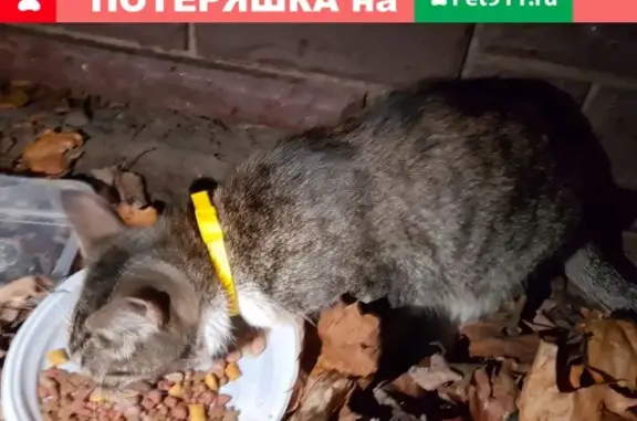 Пропала кошка на Большой Филёвской улице в Москве