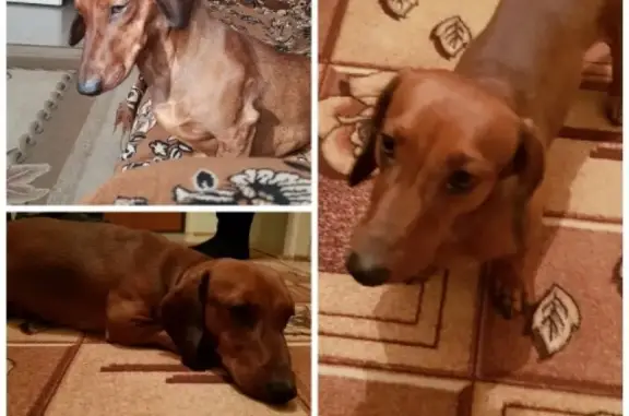 Найдена собака Такса в Волжском, Волгоградская область