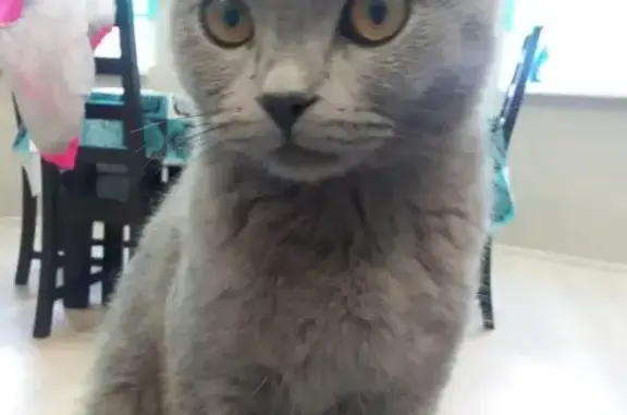 Пропала кошка Барсик в Билимбае, Первоуральск