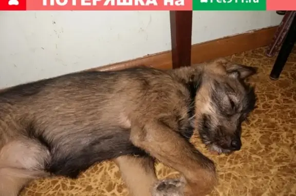 Найдена собака возле школы 64 в Пензе на улице Собинова, 14