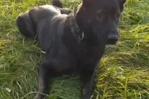 Собаки потеряшки, Москва, фото: Потеряшка митис на Малахитовой, Москва