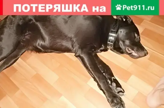 Найдена собака, Москва, фото: Найден лабрадор на Синявинской, 11