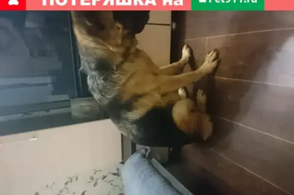 Найдена собака на Ленина, Ростов-на-Дону