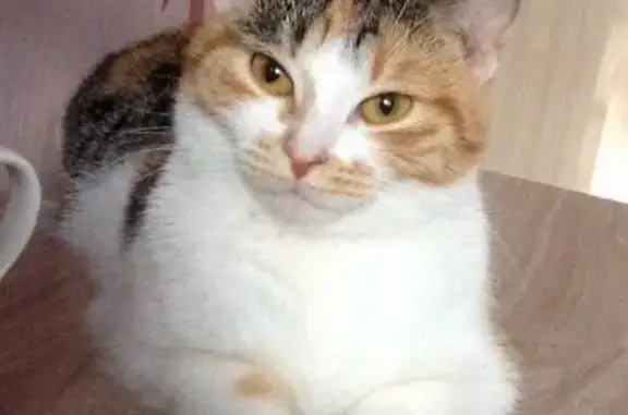 Кошки потеряшки, Калининград, фото: Потеряшка кошка Кася с балкона на Батальной, Калининград, вознаграждение.