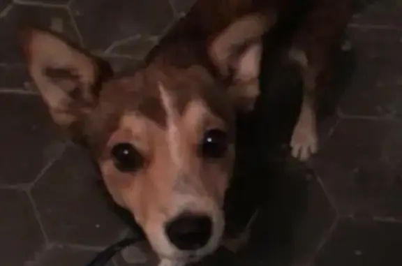 Найдена собака с ошейником в Новороссийске