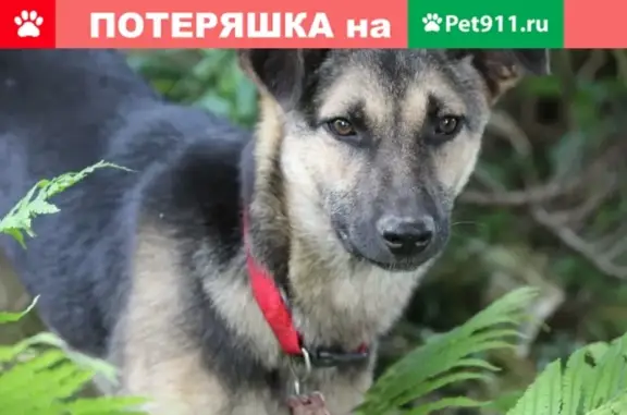 Пропала собака Эшли в Ленинском городском округе