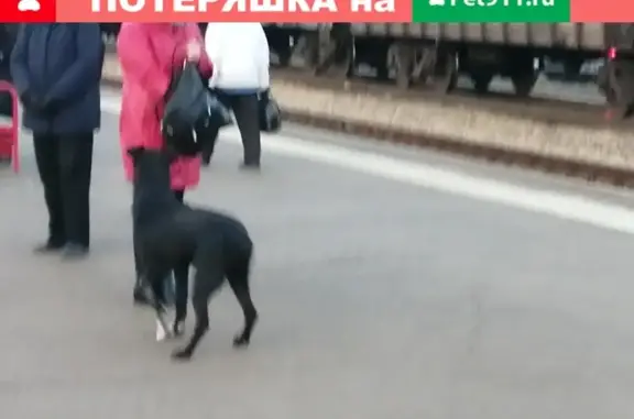 Найдена собака возле жд. станции Злобино в Красноярске