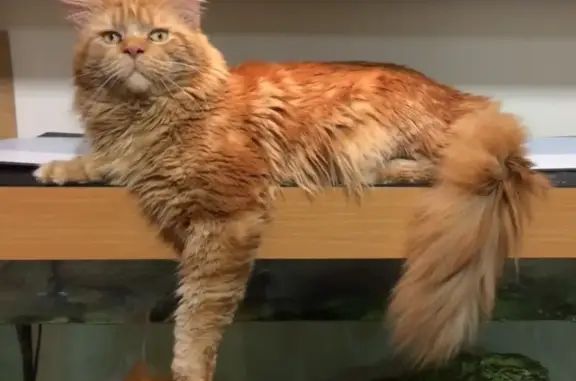 Кошки потеряшки, Тюмень, фото: Потеряшка кот рыжего окраса в Тюмени