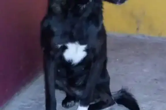 Собака найдена на Киевском шоссе, район АЗС 