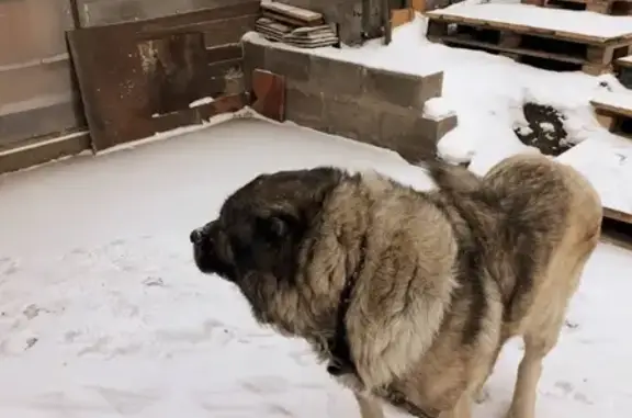 Пропала большая кавказская собака в Березовке, Красноярский край