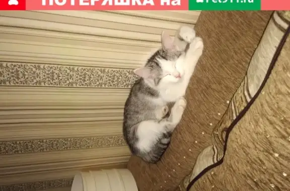 Найдена бело-серая кошка возле Дивеево в Нижегородской области