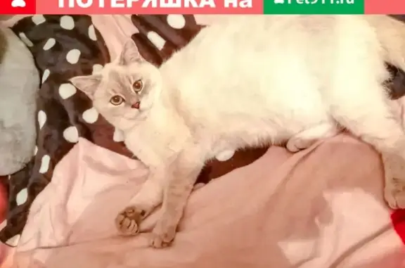 Потерянные животные Смоленск, фото: Пропала кошка Соня на ул. Радищева 9